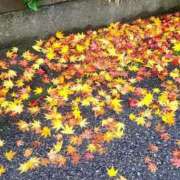 みい お疲れ様です🍵 熟女の風俗最終章 新潟店