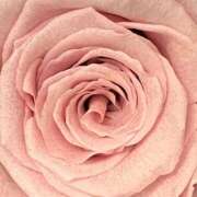 ヒメ日記 2025/11/12 11:07 投稿 葉月美優 プレジデントハウス