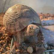 ヒメ日記 2025/02/28 22:38 投稿 くるみ 素人巨乳ちゃんこ「東千葉店」