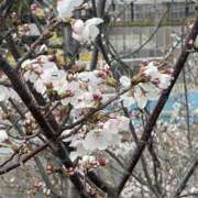 ヒメ日記 2025/03/28 13:24 投稿 くるみ 素人巨乳ちゃんこ「東千葉店」