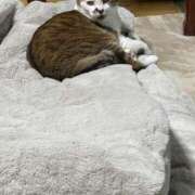 ヒメ日記 2026/01/03 18:35 投稿 くるみ 素人巨乳ちゃんこ「東千葉店」