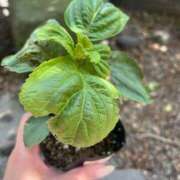 ヒメ日記 2025/05/12 13:10 投稿 まみ 北九州人妻倶楽部（三十路、四十路、五十路）