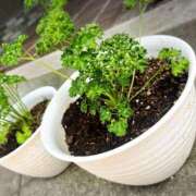 ヒメ日記 2025/06/20 12:34 投稿 まみ 北九州人妻倶楽部（三十路、四十路、五十路）