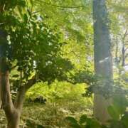 ヒメ日記 2025/05/03 16:01 投稿 白石れいか メイドin西川口（埼玉ハレ系）