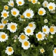 ヒメ日記 2024/12/29 11:24 投稿 リツ 厚木オイルリンパ性感　厚木メンズエステm