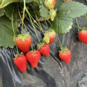 ヒメ日記 2025/03/29 14:59 投稿 リツ 厚木オイルリンパ性感　厚木メンズエステm