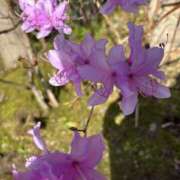 ヒメ日記 2025/04/15 23:17 投稿 リツ 厚木オイルリンパ性感　厚木メンズエステm