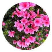 ヒメ日記 2025/04/23 15:00 投稿 リツ 厚木オイルリンパ性感　厚木メンズエステm