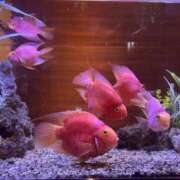 ヒメ日記 2025/07/25 13:00 投稿 リツ 厚木オイルリンパ性感　厚木メンズエステm