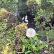 ヒメ日記 2025/09/04 00:29 投稿 リツ 厚木オイルリンパ性感　厚木メンズエステm