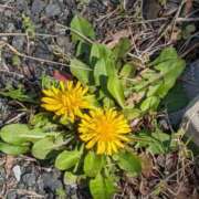 ヒメ日記 2025/04/05 17:22 投稿 大久保安子 五十路マダム静岡店（カサブランカG）