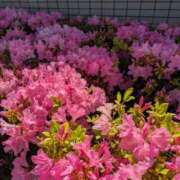 ヒメ日記 2025/05/13 08:20 投稿 大久保安子 五十路マダム静岡店（カサブランカG）