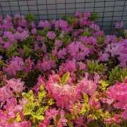 大久保安子 お礼 五十路マダム静岡店（カサブランカG）