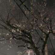 ヒメ日記 2026/03/27 16:39 投稿 あいり プレイガール(亀有)