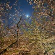 ヒメ日記 2025/04/11 16:25 投稿 ミア ソープランドMAX‐マックス- 浅草店