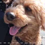 ヒメ日記 2025/04/17 13:11 投稿 ゆず abc＋