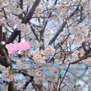 ヒメ日記 2026/03/31 07:41 投稿 ゆず abc＋