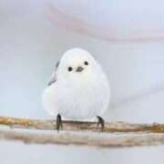 ヒメ日記 2024/12/16 23:31 投稿 内村(ｳﾁﾑﾗ) 小山人妻城