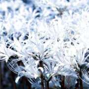 ヒメ日記 2025/01/19 19:16 投稿 内村(ｳﾁﾑﾗ) 小山人妻城