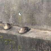 ヒメ日記 2025/04/11 17:03 投稿 ひな 恋のうた