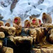 ヒメ日記 2025/02/27 13:29 投稿 蓮香 BBW（ビッグビューティフルウーマン）