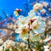 ヒメ日記 2025/04/17 14:39 投稿 蓮香 BBW（ビッグビューティフルウーマン）