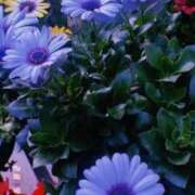 ヒメ日記 2025/06/22 06:59 投稿 蓮香 BBW（ビッグビューティフルウーマン）