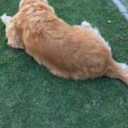 ヒメ日記 2025/01/28 08:27 投稿 瀬名　麻衣子 東京ローズマリー