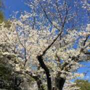 ヒメ日記 2025/04/08 08:17 投稿 瀬名　麻衣子 東京ローズマリー