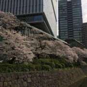 ヒメ日記 2025/04/10 09:47 投稿 瀬名　麻衣子 東京ローズマリー