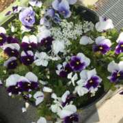 ヒメ日記 2025/04/21 08:57 投稿 瀬名　麻衣子 東京ローズマリー