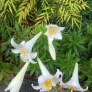 ヒメ日記 2025/06/20 11:27 投稿 瀬名　麻衣子 東京ローズマリー