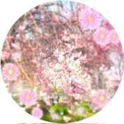 ヒメ日記 2025/04/08 21:50 投稿 しょうこ 即トク奥さん