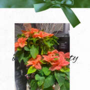 ヒメ日記 2025/12/07 21:52 投稿 華 角海老石亭