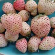 ヒメ日記 2025/03/13 18:36 投稿 いろは 脱がされたい人妻 宇都宮店