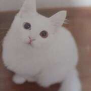 ヒメ日記 2025/03/17 09:24 投稿 いろは 脱がされたい人妻 宇都宮店