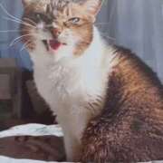 ヒメ日記 2025/03/19 18:00 投稿 いろは 脱がされたい人妻 宇都宮店