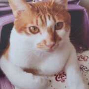 ヒメ日記 2025/03/22 11:51 投稿 いろは 脱がされたい人妻 宇都宮店