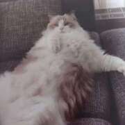 ヒメ日記 2025/04/03 08:42 投稿 いろは 脱がされたい人妻 宇都宮店