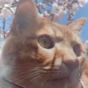 ヒメ日記 2025/04/05 12:50 投稿 いろは 脱がされたい人妻 宇都宮店