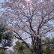 ヒメ日記 2025/04/08 13:46 投稿 いろは 脱がされたい人妻 宇都宮店