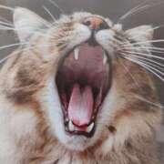 ヒメ日記 2025/04/19 19:10 投稿 いろは 脱がされたい人妻 宇都宮店