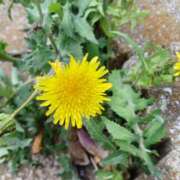 ヒメ日記 2025/05/03 07:39 投稿 いろは 脱がされたい人妻 宇都宮店