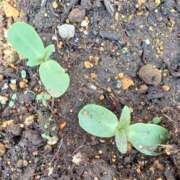 ヒメ日記 2025/05/13 09:03 投稿 いろは 脱がされたい人妻 宇都宮店