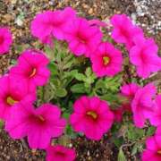 ヒメ日記 2025/05/16 07:20 投稿 いろは 脱がされたい人妻 宇都宮店