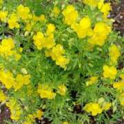 ヒメ日記 2025/05/20 06:33 投稿 いろは 脱がされたい人妻 宇都宮店