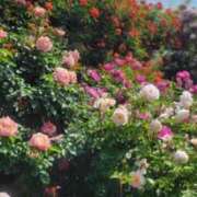 ヒメ日記 2025/05/20 22:49 投稿 いろは 脱がされたい人妻 宇都宮店