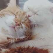 ヒメ日記 2025/05/22 07:10 投稿 いろは 脱がされたい人妻 宇都宮店