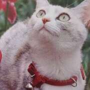 ヒメ日記 2025/05/23 07:00 投稿 いろは 脱がされたい人妻 宇都宮店