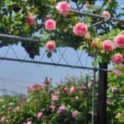 ヒメ日記 2025/05/28 07:00 投稿 いろは 脱がされたい人妻 宇都宮店